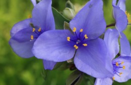 Summer Flowers