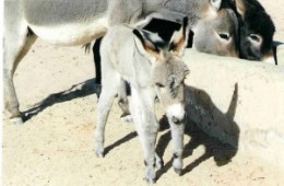 Wordless Wednesday: The Sahara