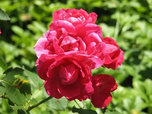 Rose Petals JM
