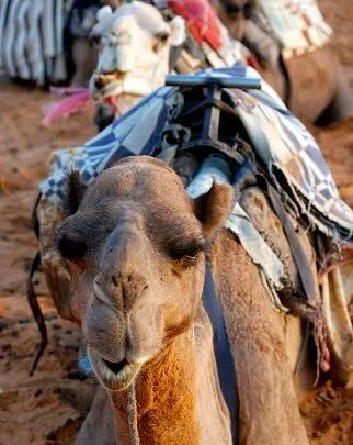 A dromedary camel is sitting on the sand with a harness on his back