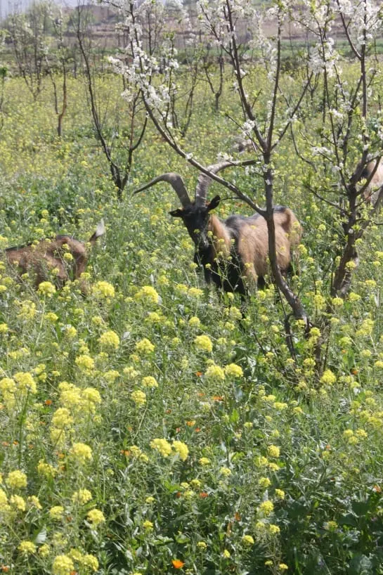 Goats in a Field domaine de la pommeraie