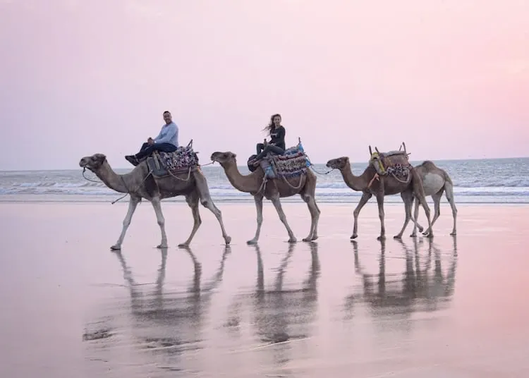 Camels on the Beach in Essaouira