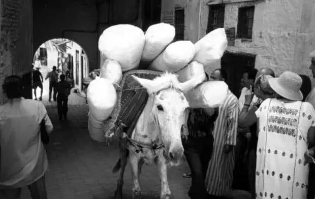 Donkey Carrying Supplies