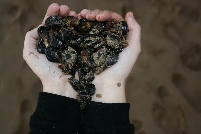 Mussels on the Beach of Taghazout