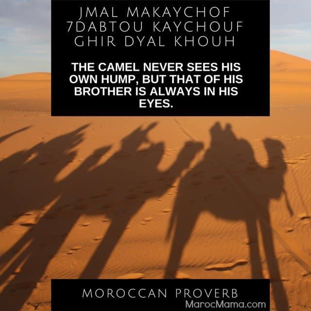 The camel never sees his own hump, but that of his brother is always in his eyes - Moroccan Proverb | MarocMama.com