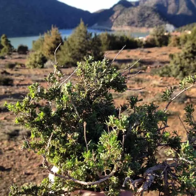 Wild Thyme in Moroccan Atlas Mountains