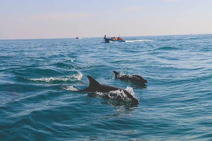 Dolphins in Iran