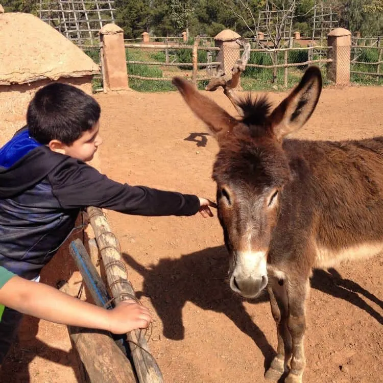 Playing with Donkeys in the Mountains