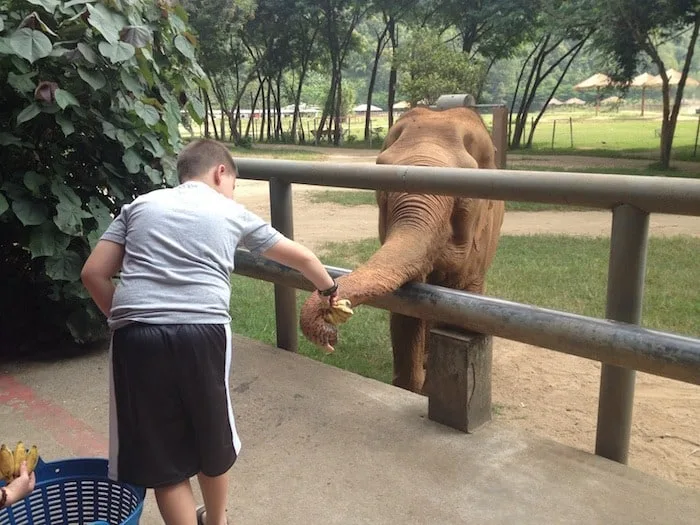 Feeding Elephants at Elephant Nature Park