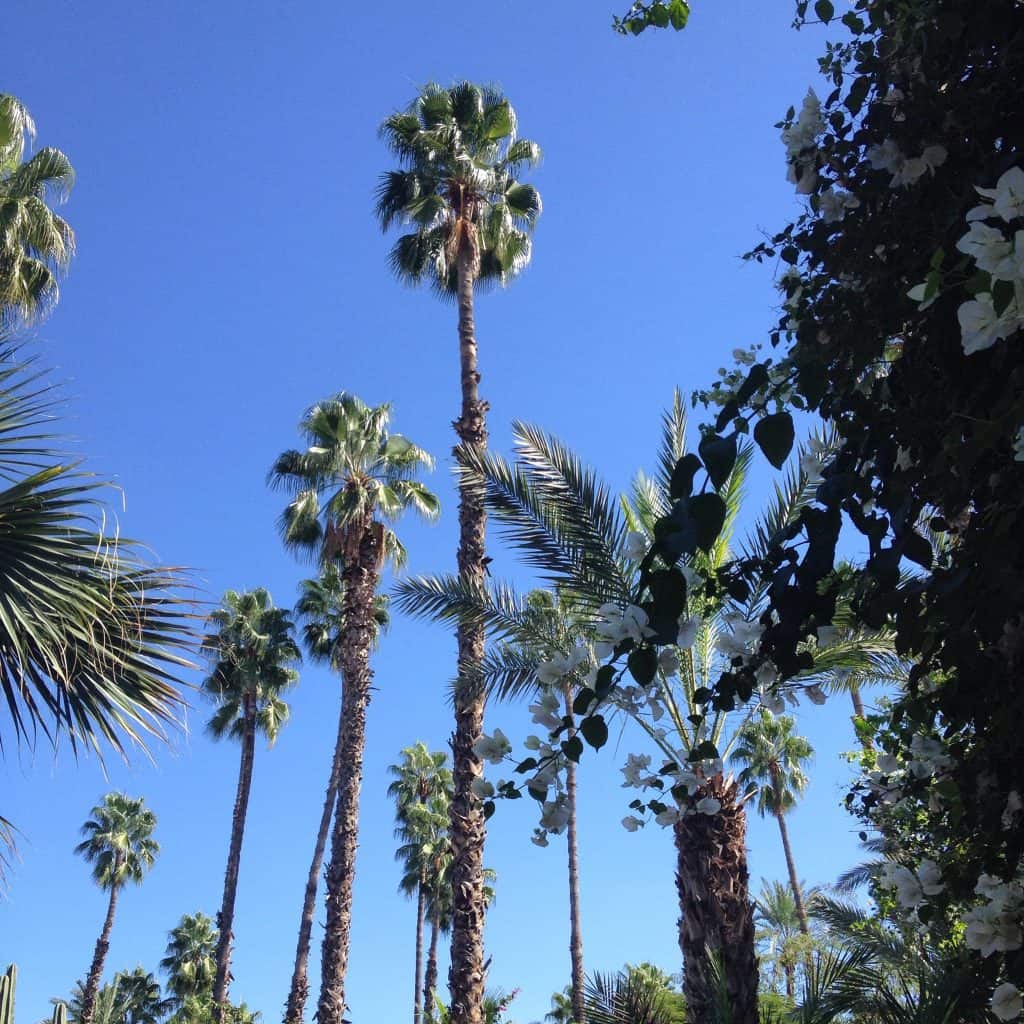 Morocco Palm Trees