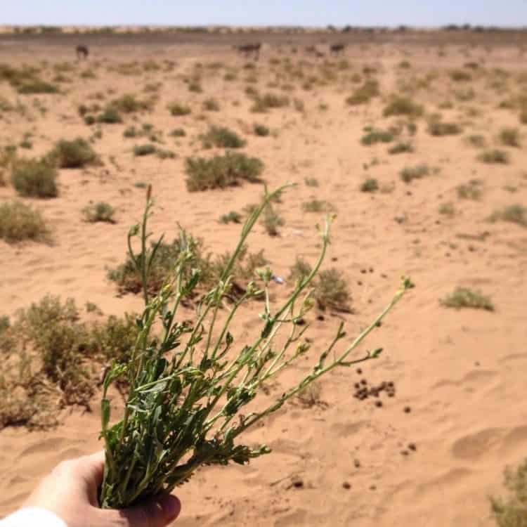 Desert Arugula