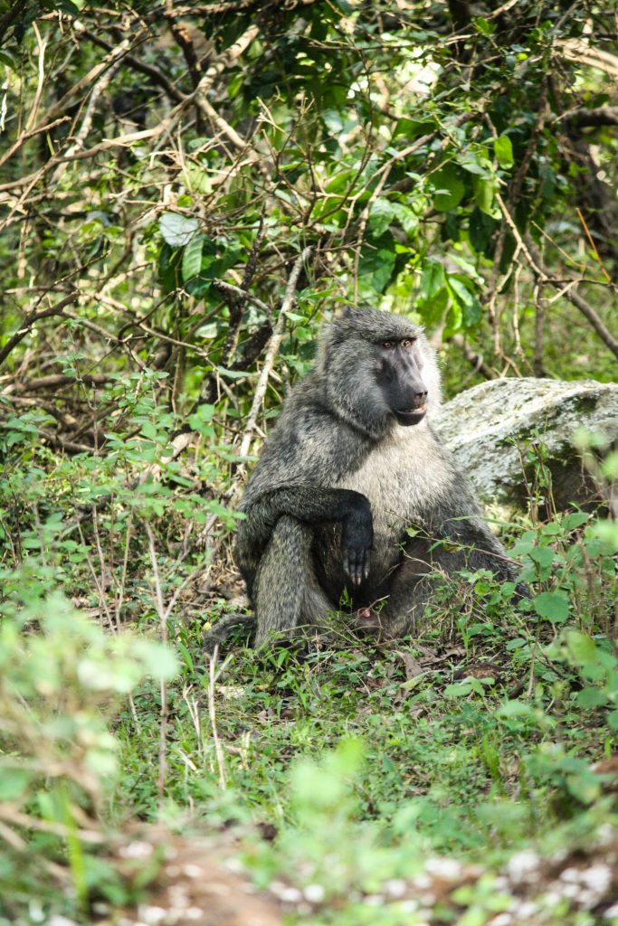 Baboons in Masai Mara