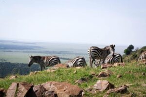 Zebras on the Cliff