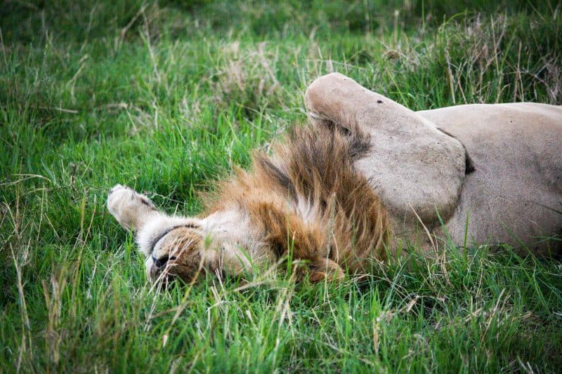 Lion in the Masai Mara Kenya