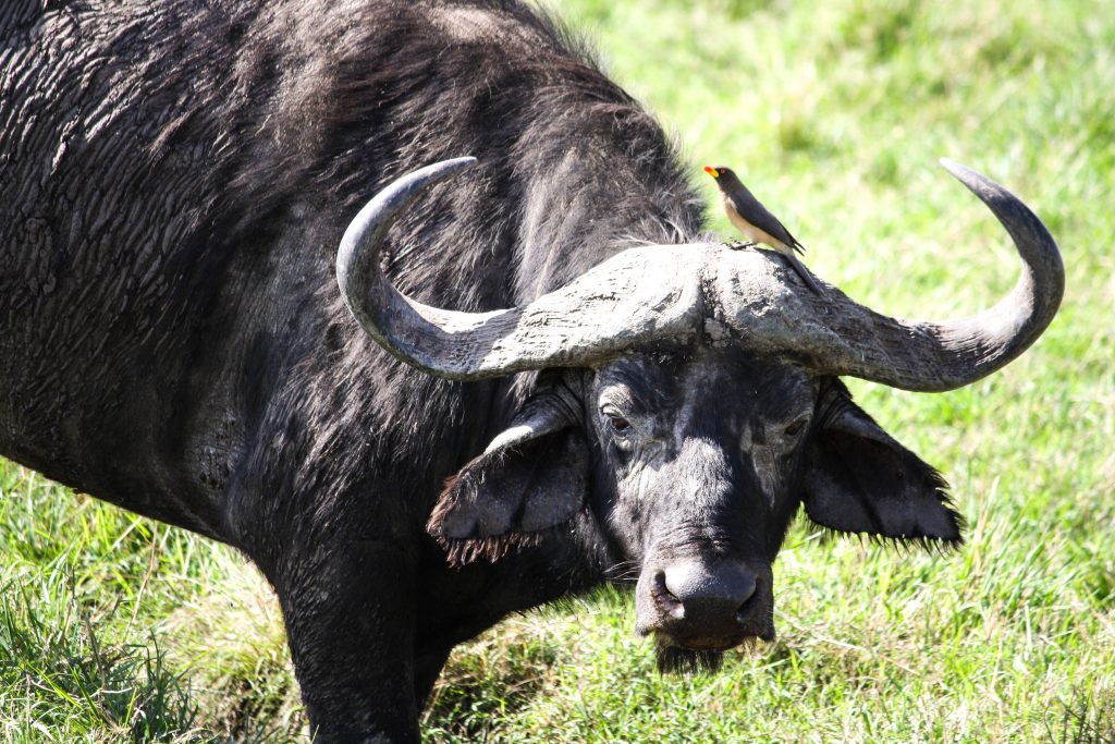 Water Buffalo and Bird