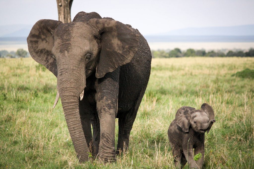 Mom and Baby Elephant