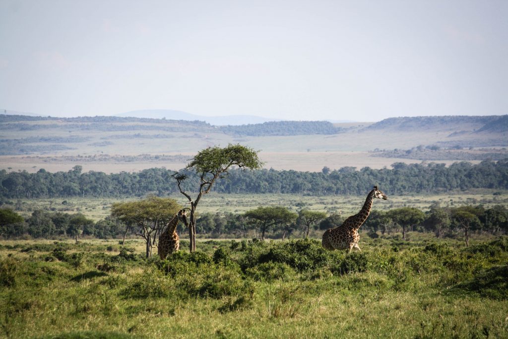 Masai Mara Kenya