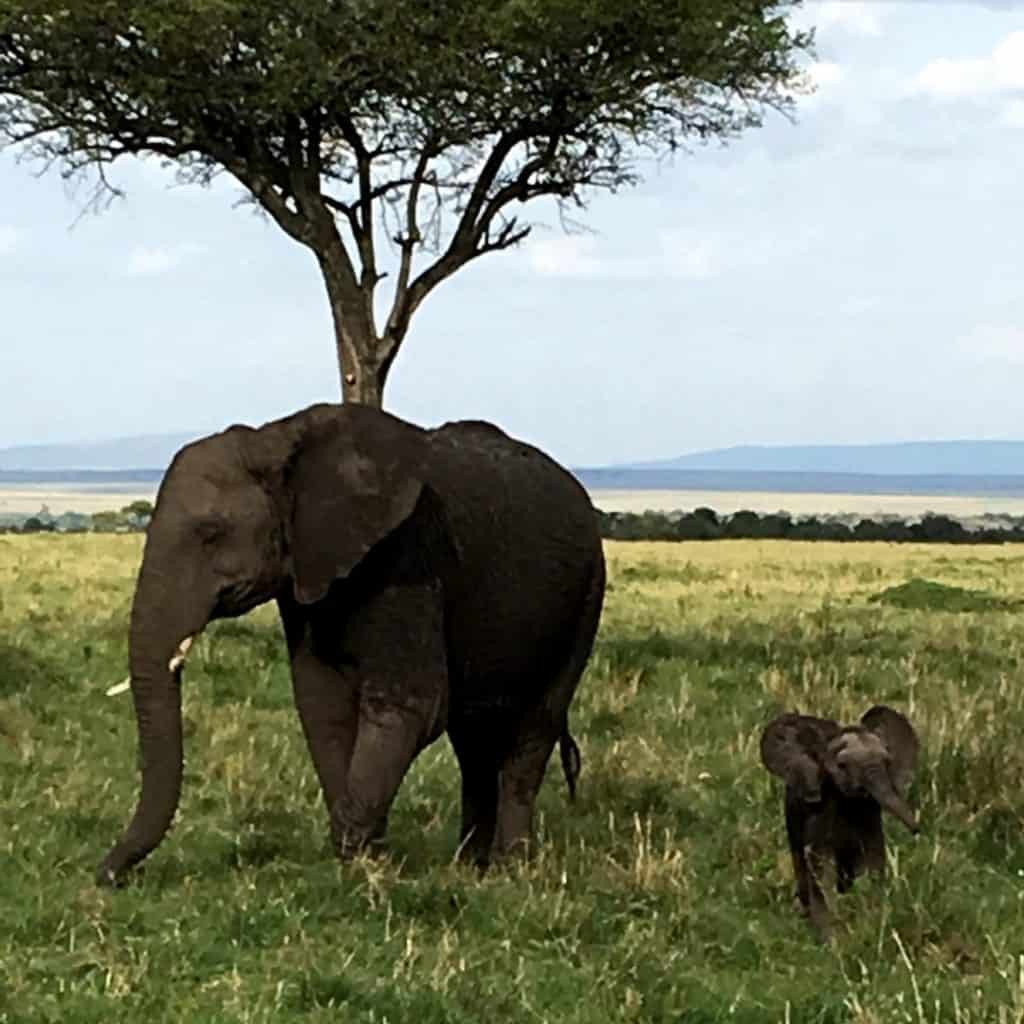 Mom and Baby Elephant in Masai Mara