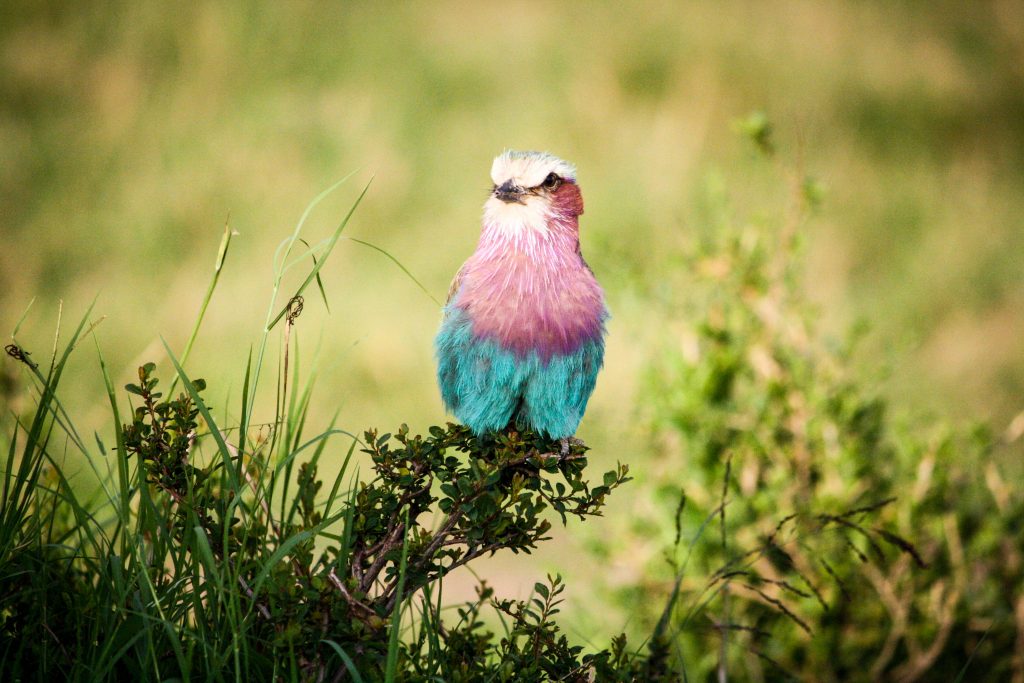 Pink bird on a branch in Masai Mara