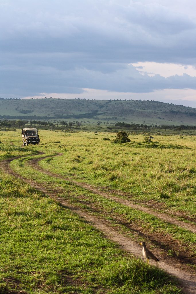 Safari in the Masai Mara