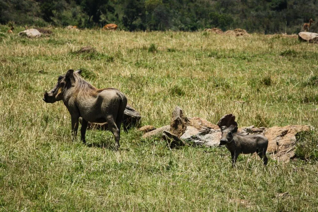 Warthog mom and baby in Masai Mara