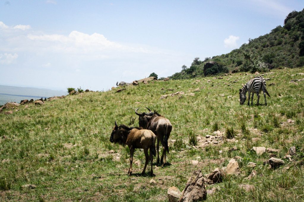 Wildebeests in Masai Mara