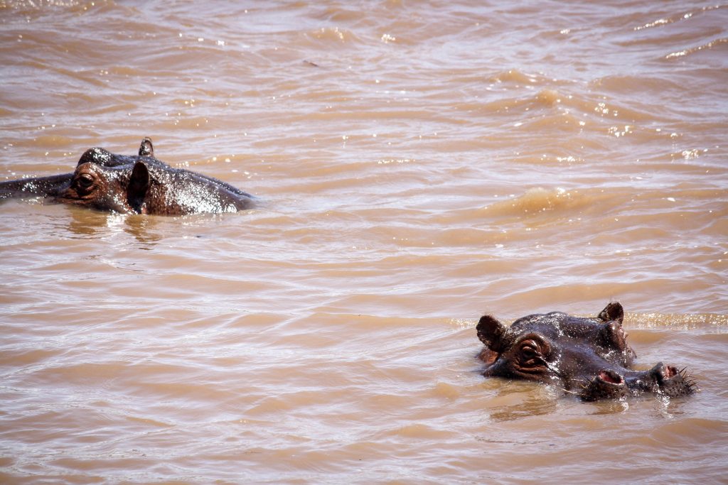 Hippos in the Mara River