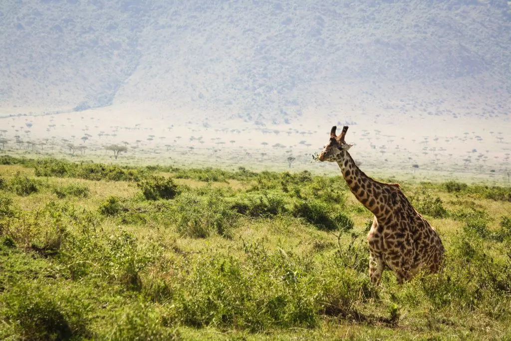 Giraffe on the horizon in Kenya