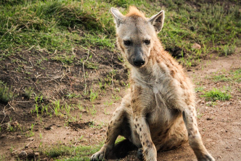 Hyena on the road in Kenya