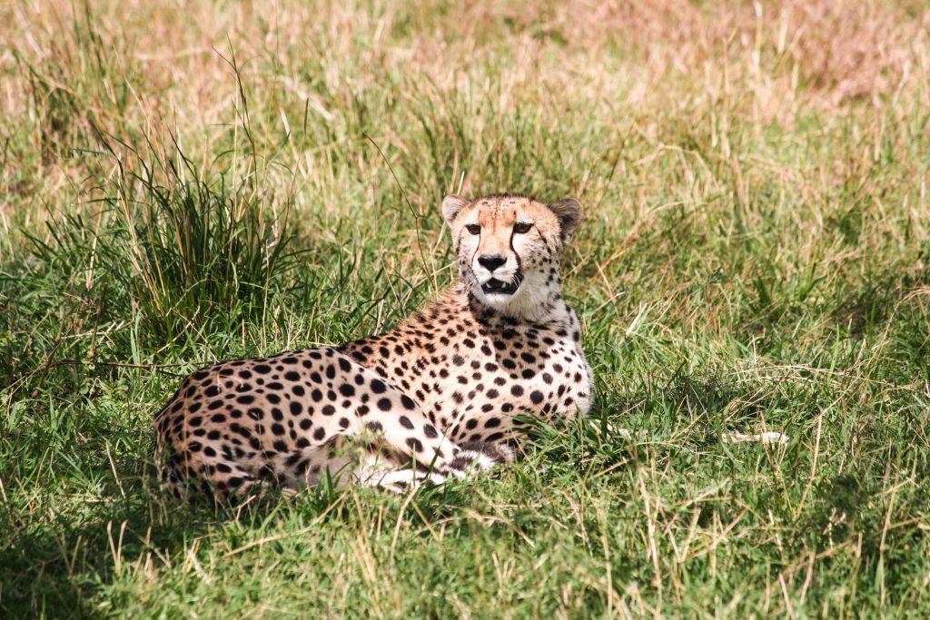 Cheetah sunning under a tree