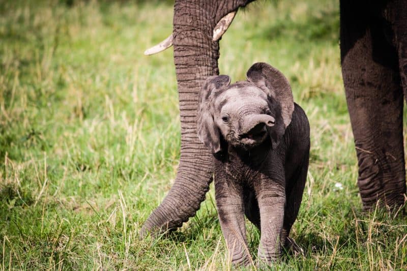 Baby Elephant in Kenya