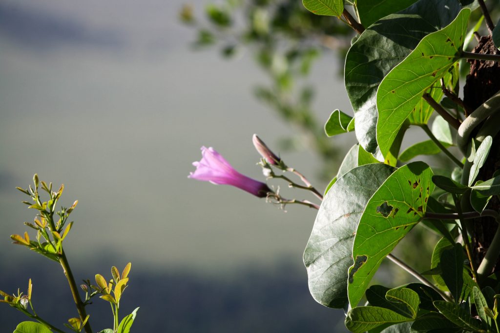 Natural flora and fauna in Kenya