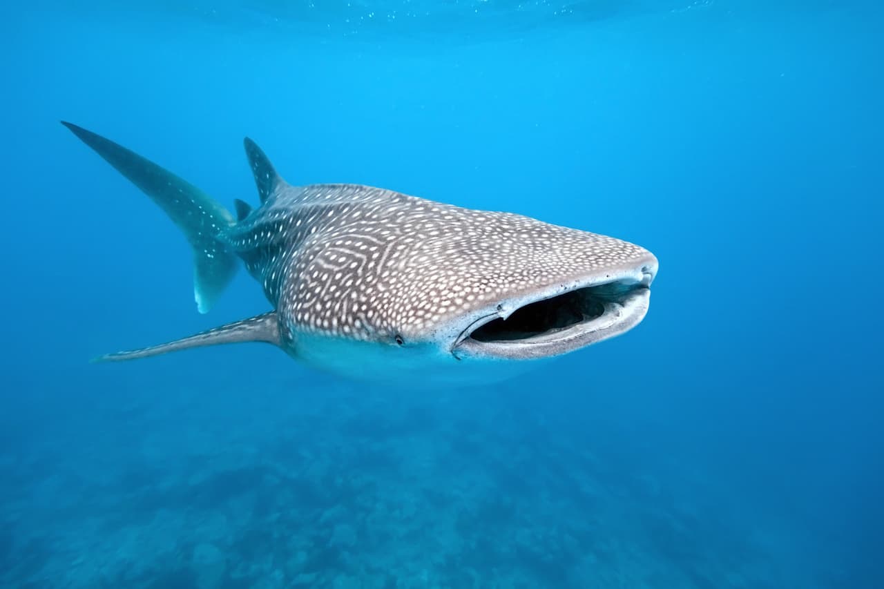 mochipuni whale shark