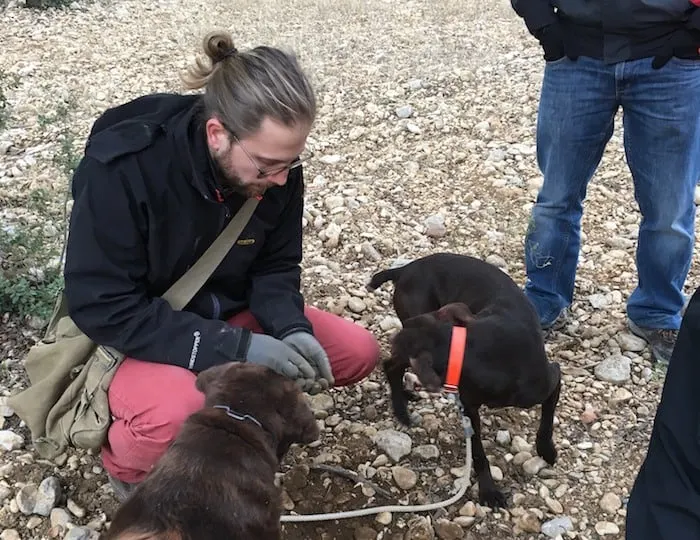 Truffle Hunting Dogs in France