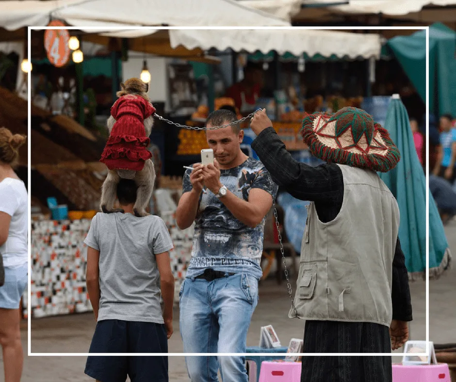 Monkey Scammers in Marrakech