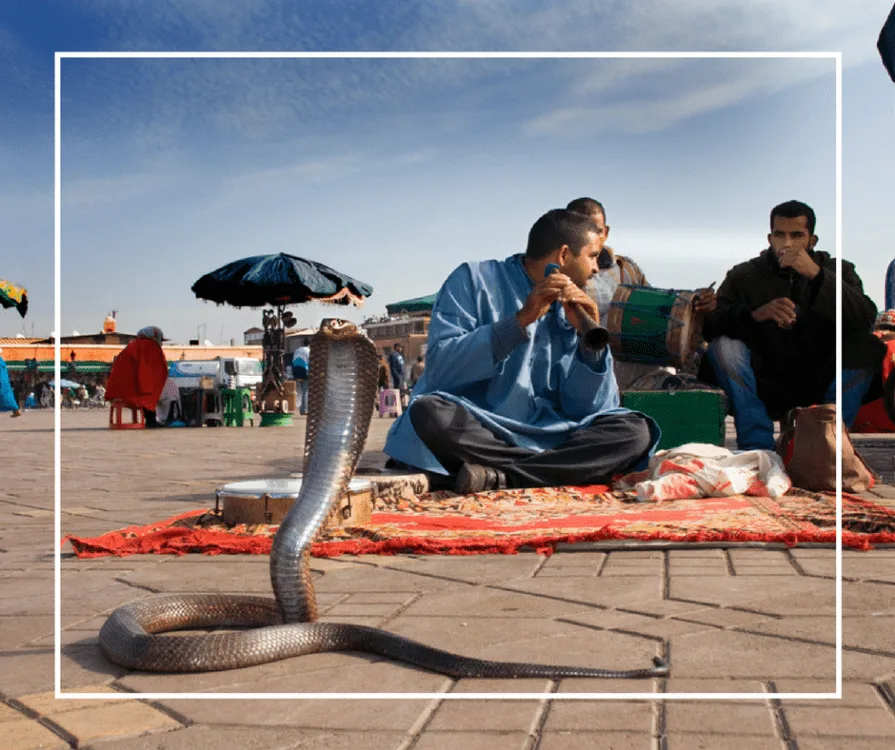 Snake Charmer Scam