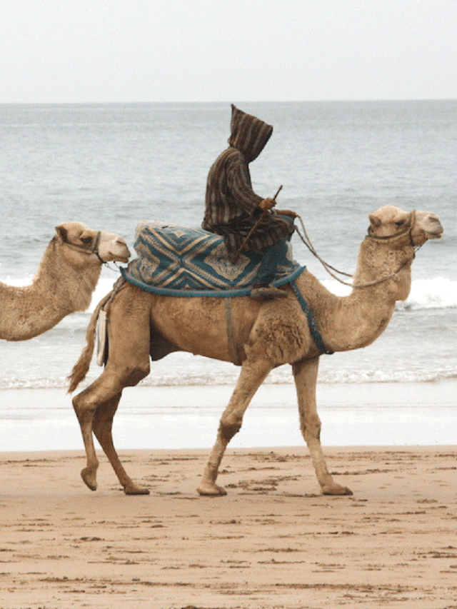 7 Things that Morocco is Famous For Story