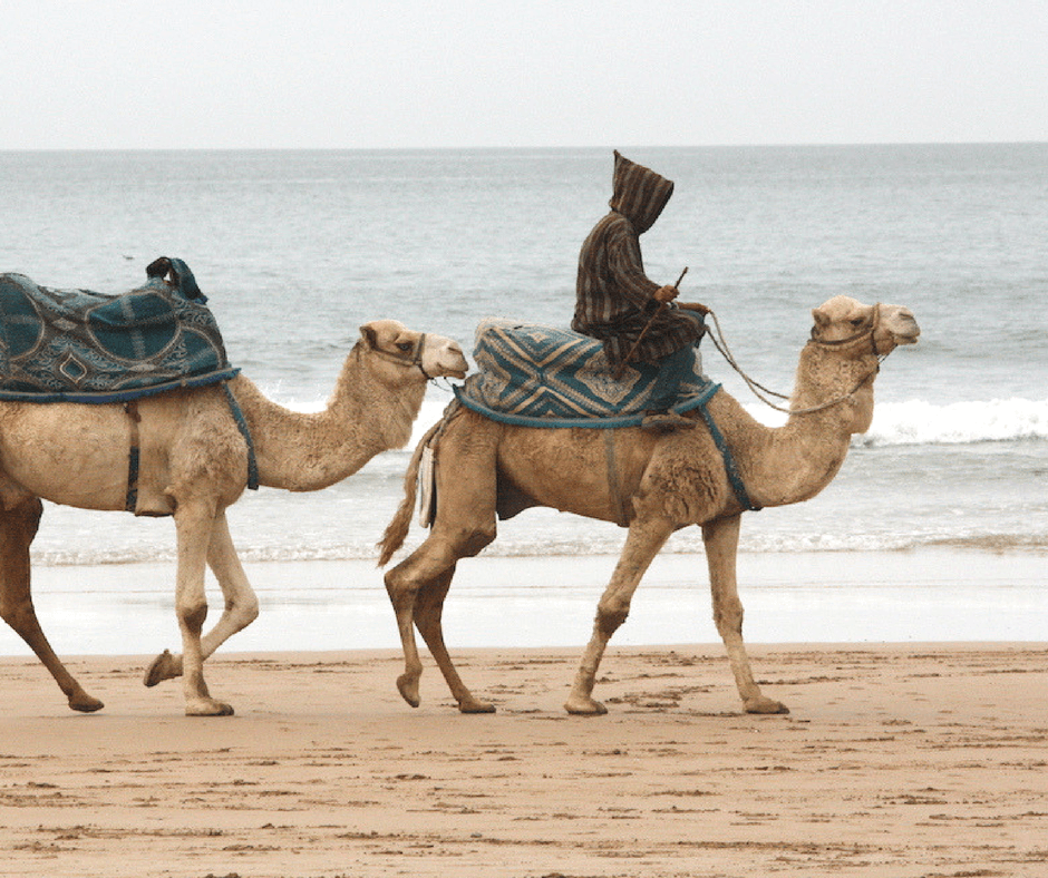 man on a camel in Morocco