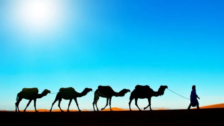 Camel Expeditions in Morocco COVER