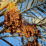 Date Festival Morocco in October