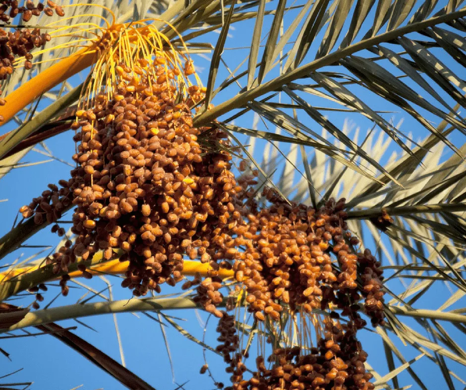 Date Festival Morocco in October