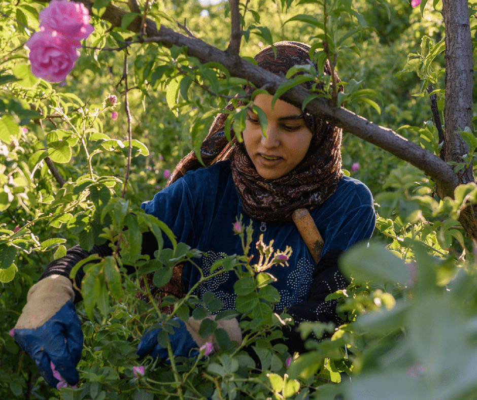 Morocco's Rose Festival in Kelat M'gouna