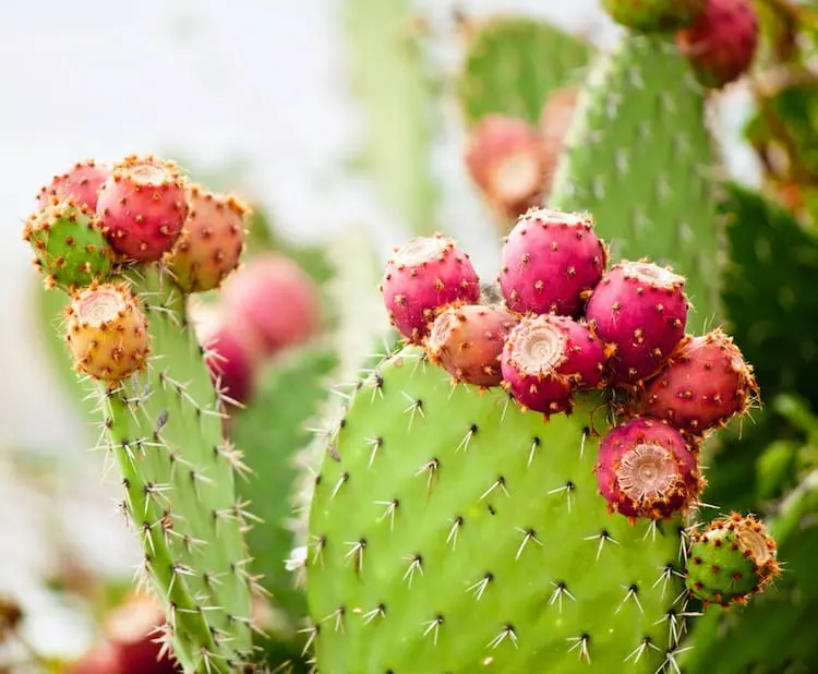 ROSE CACTUS facial oil