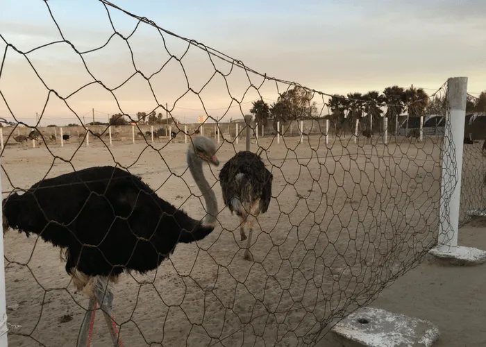 Dakhla Ostrich Farm