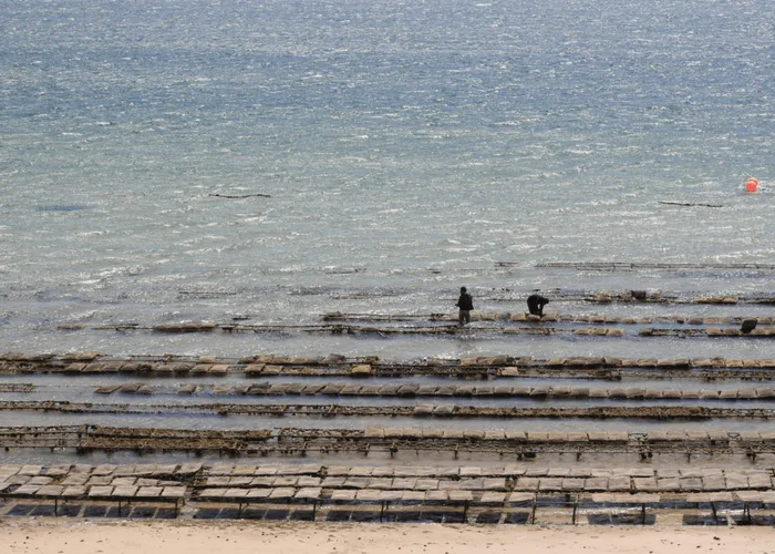 The Oyster Farm in Dakhla