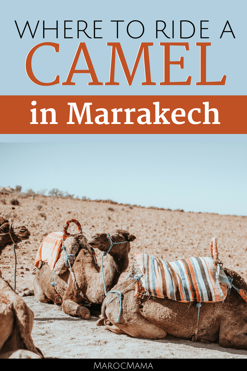 Where to ride a camel in Marrakech