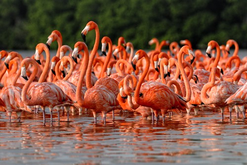 Flamingos in a lagoon