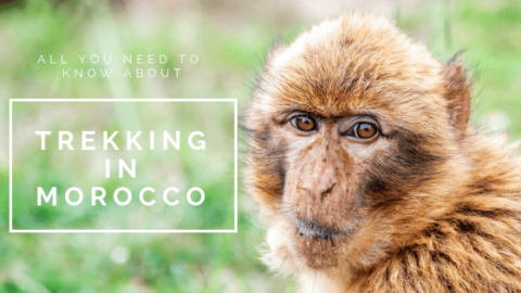 Your Questions about Trekking in Morocco Answered!
