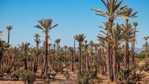7 Hotels and Boutique Hotels in the Marrakech Palmeraie