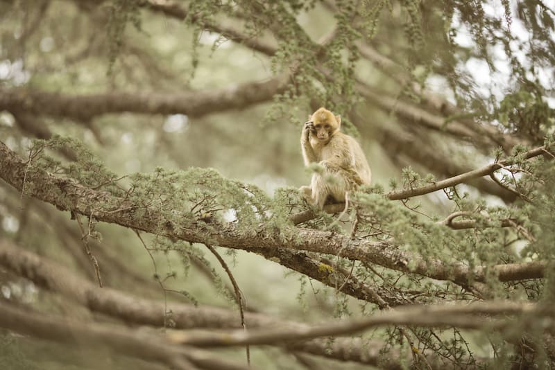 Monkey sits on a tree in the cedar forest on a fez day trip